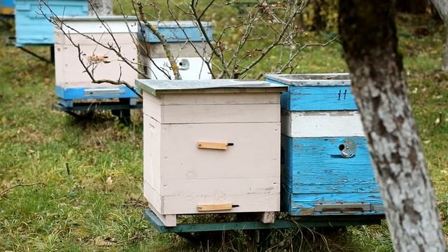 Пасечник №21 - Подготовка к зимовке