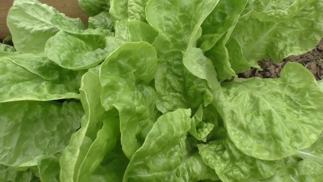 ВОСХИТИТЕЛЬНЫЙ САЛАТ МОСКОВСКИЙ ПАРНИКОВЫЙ смотреть онлайн