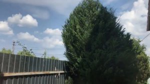 Обрезка взрослых скальных можжевельников – для максимальной декоративности и долговечности деревьев