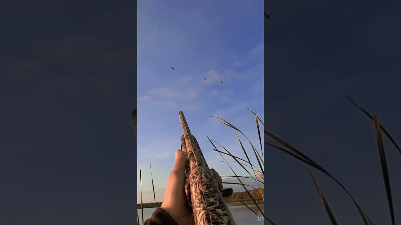 Осенняя охота на утку #shortvideo #охота #охотавидео #охотанауток #maxhunter #шортс смотреть онлайн