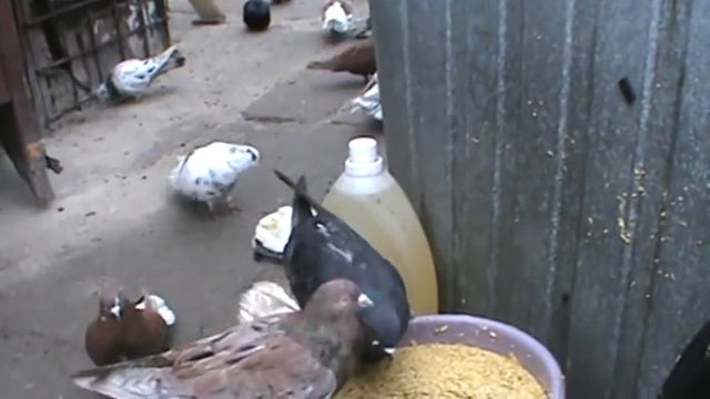 меня сказали закопают вместе с моими голубями 13.04.2021 смотреть онлайн