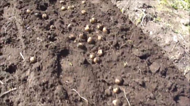 Ленточная картофелекопалка для мотоблока смотреть онлайн