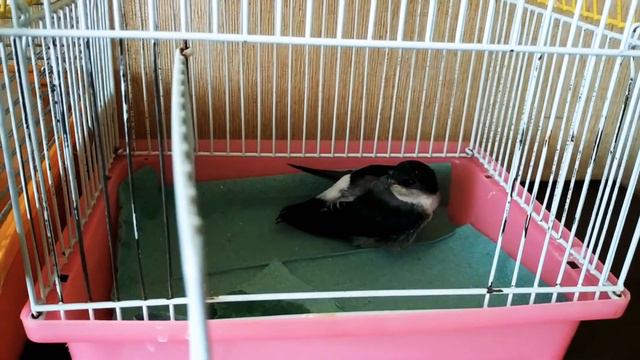 Птенец ласточки. Милые соседи !!!❤️🐁🐦 смотреть онлайн