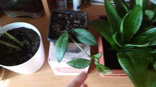 Обзор полочки с комнатными цветами смотреть онлайн