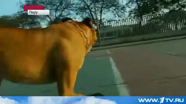 Собака Виртуоз Скейт бода. смотреть онлайн