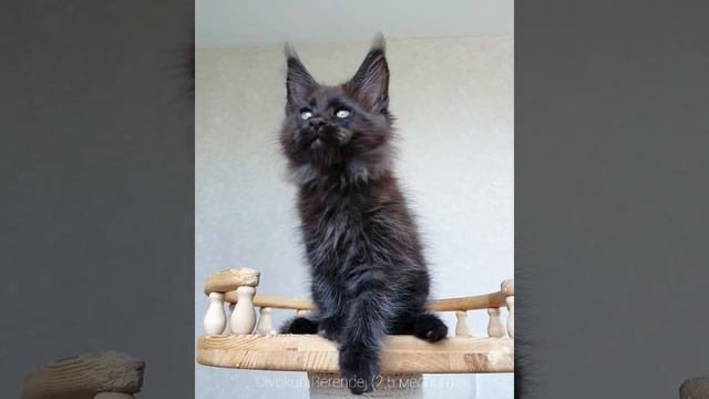 Берендей (Divokun Berendej) ❤ Чёрный дымный Мейн-кун смотреть онлайн