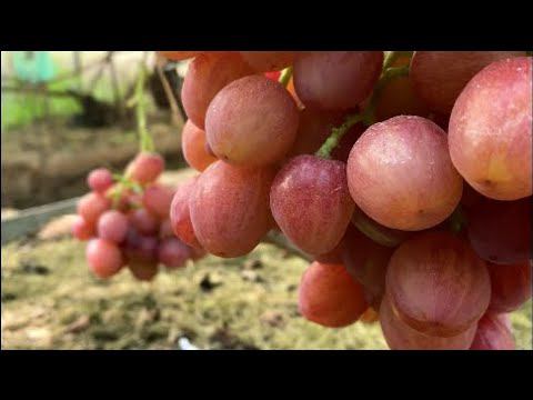 Борьба за урожай. Виноградник Вадима Точилина. смотреть онлайн