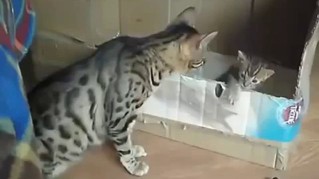 Бенгальская кошка разговаривает с котенком. Мило. смотреть онлайн