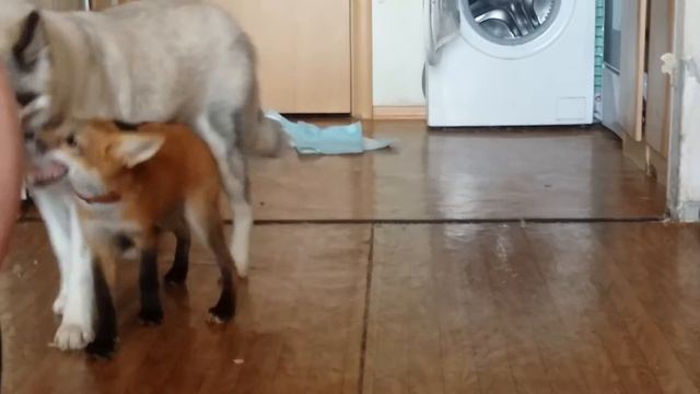 Домашняя лисичка Лия и хаски Белка играют смотреть онлайн