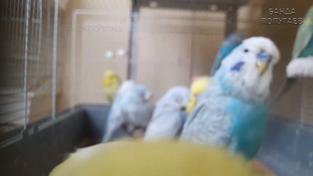 Учим попугая по имени Киви говорить, видеоурок 1: "Киви хорошая птичка" смотреть онлайн