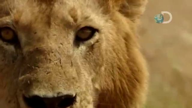 Human Planet- Stealing Meat from Lions. смотреть онлайн
