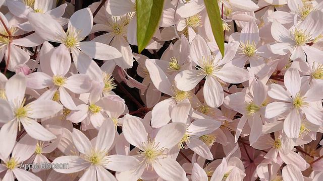 Popular Clematis Varieties To Consider Growing - Clematis Varieties With Names