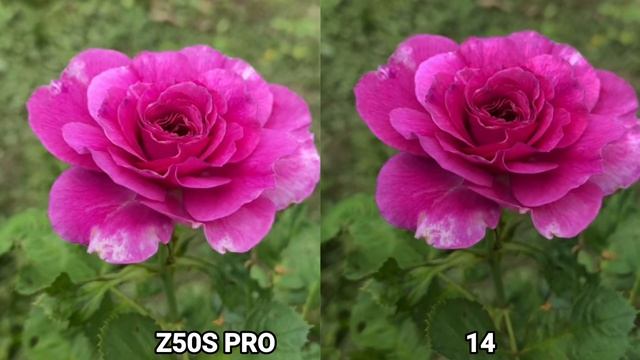 Nubia Z50S Pro vs Iphone 14 camera test Comparison смотреть онлайн