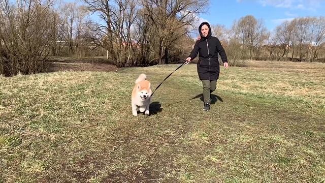 Щенок Акита Ину смотреть онлайн