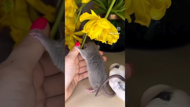 Сколько крыс на видео ?? #крысята #втоп #распаковка #рекомендации смотреть онлайн