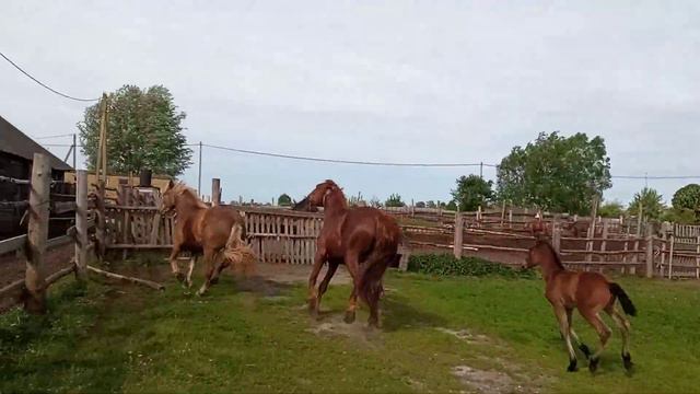 Кабылицу привели к Жеребцу на дело смотреть онлайн
