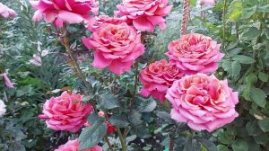 Новозеландские розы от  "Ford Roses " Полный восторг!