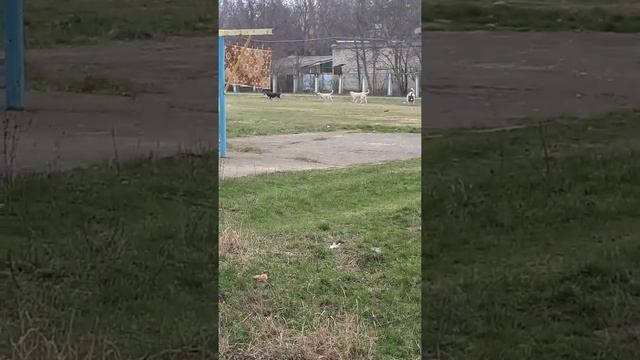 Г.Буденновск.7 микрорайон." Опасные собаки на детской площадке!!!???SOS смотреть онлайн