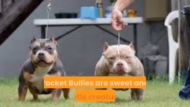 Pocket Pitbull: Everything You Need To Know