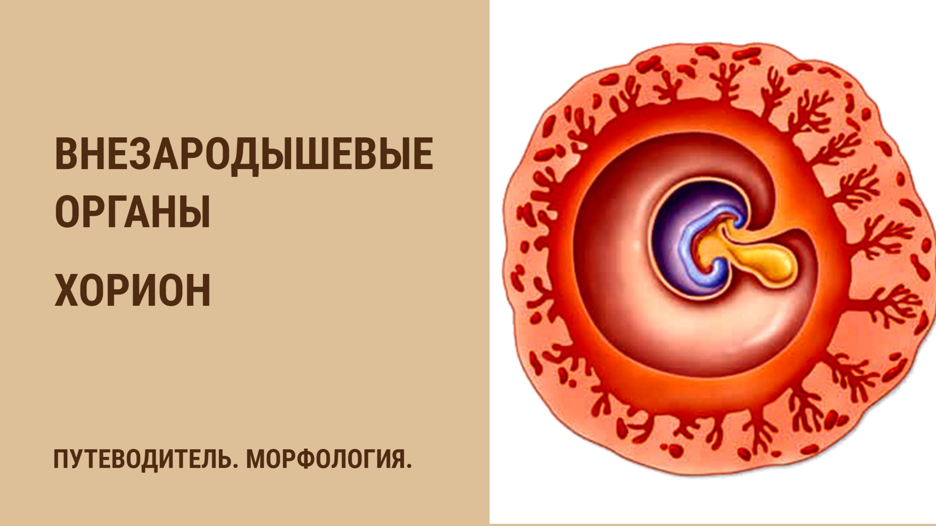 Внезародышевые органы. Хорион смотреть онлайн