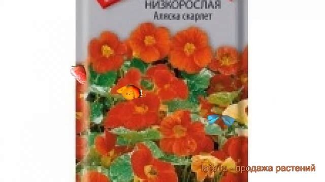 Настурция низкорослая Аляска скарлет ? обзор: как сажать, семена настурции Аляска скарлет смотреть онлайн