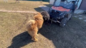 ТИБЕТСКИЙ МАСТИФ.  ЭТО НУЖНО ПОНИМАТЬ.