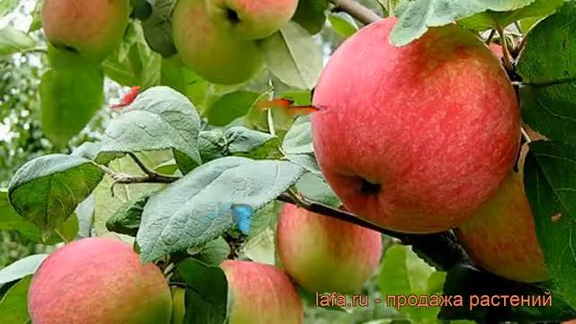 Яблоня средний Уральское розовое (malus) ? обзор: как сажать, саженцы яблони Уральское розовое смотреть онлайн