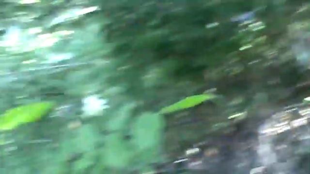 Nancy Today: Salix integra or Varigated willow ASMR смотреть онлайн