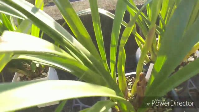 Немного о цимбидиумах смотреть онлайн