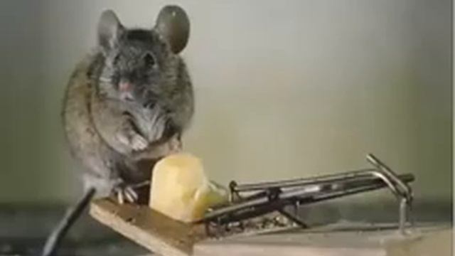 Семь способов, которые помогут вам держать крыс Подальше от Вашего Дома! смотреть онлайн