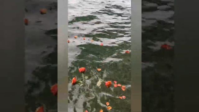 29 июля 2020 г. Отпускаем.... смотреть онлайн