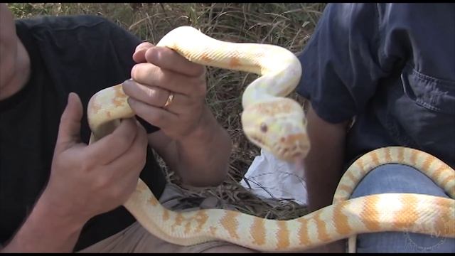 Carpet Python Capture! Wild Australia - Pt. 2 : SnakeBytesTV - Ep. 392 : AnimalBytesTV смотреть онлайн