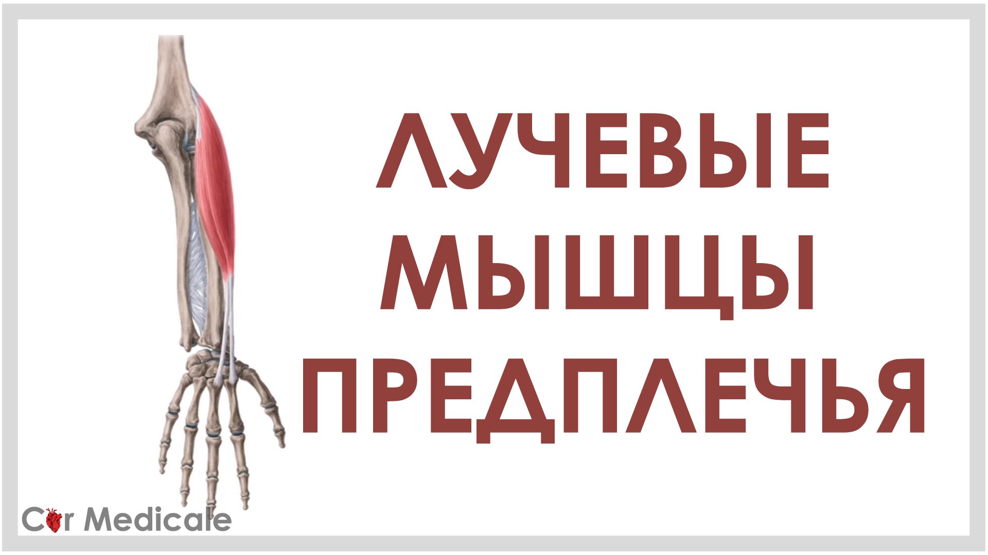 Лучевые мышцы предплечья смотреть онлайн