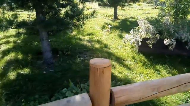 Роев ручей. 07.09.19. пить чай на клотике смотреть онлайн