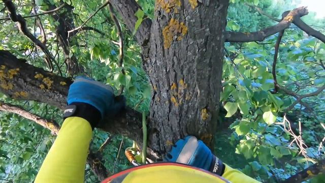 Спасение кошки с дерева. Залезла на самую макушку дерева. Иваново смотреть онлайн