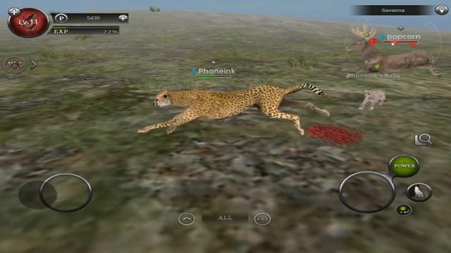 Wild Animals Online - Pack of Cheetahs - Android/iOS - Gameplay Episode 17 смотреть онлайн