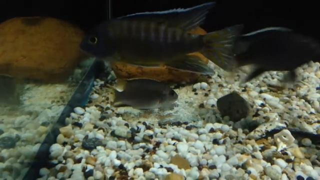 Acei iTungi Love Love смотреть онлайн