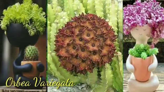 Beautiful Stapelia Variegata Orbea Flowers | STARFISH CACTUS смотреть онлайн