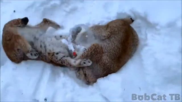 ЧТО У НАС ТУТ НА ОБЕД ?  ОЧЕНЬ ВКУСНЫЙ РЫСИЙ  ПЛЕД.  Стихи Собаки неУлыбаки.