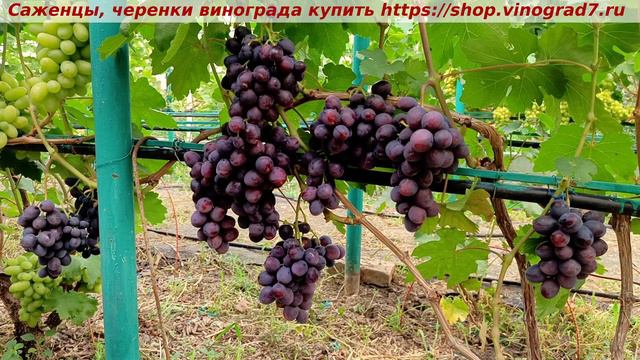 Парад сортов на 27.07.24 года - виноград ПОДАРОК НЕСВЕТАЯ окрашивание, созревание ,характеристики. смотреть онлайн