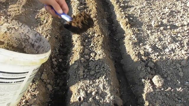 Спаржевая фасоль Фруидор и Крокет. Результаты посева, всхожесть, качество семян смотреть онлайн