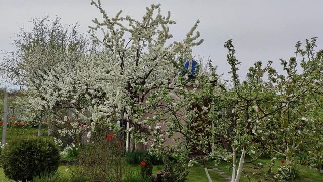 обзор дачи 7.05.21. Цветут слива, груша, яблоня. смотреть онлайн