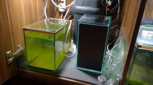 Разведение креветки Амано, все хорошо личинки растут