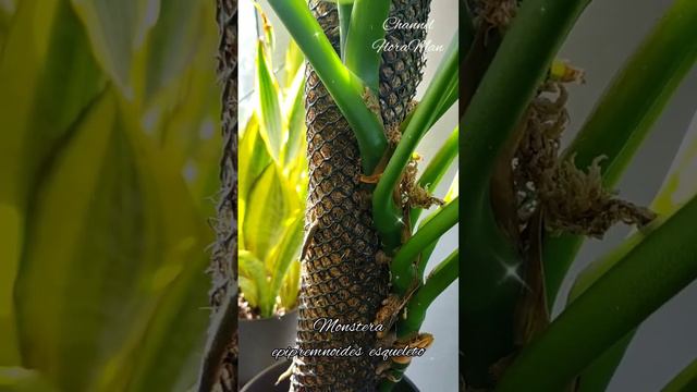 monstera epipremnoides esqueleto смотреть онлайн