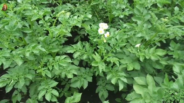 Горчица с уксусом против колорадского жука. смотреть онлайн