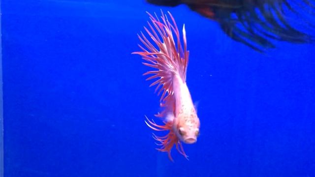 Петушок Корона Crowntail Betta (Betta Splendens) Петушиные бои Cockfighting Fight Fish. Драка смотреть онлайн