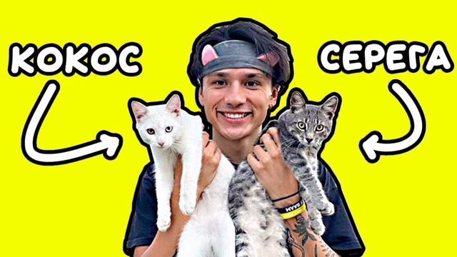 песня про котят 1 час (holy baam) #котята #holy_baam смотреть онлайн