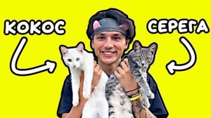 песня про котят 1 час (holy baam) #котята #holy_baam