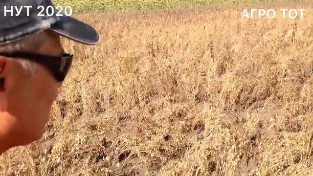 Что лучше сеять после евролайтингово подсолнечника ? Нут 2020   АГРО ТОТ