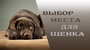 Как выбрать место для щенка